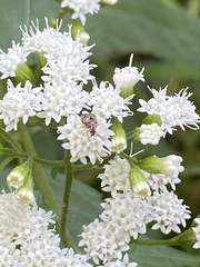 Prochoreutis inflatella