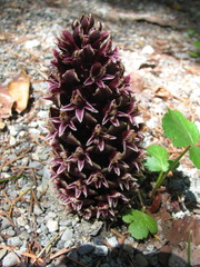 Kopsiopsis strobilacea