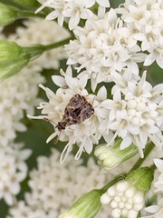 Prochoreutis inflatella