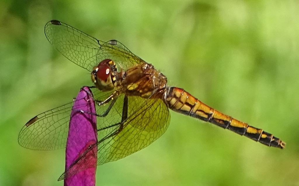 Band-winged Meadowhawk