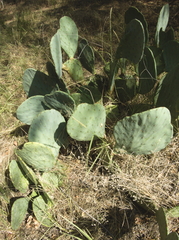 Opuntia cacanapa
