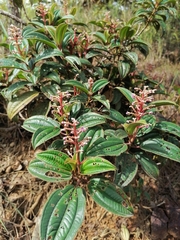 Miconia ciliata