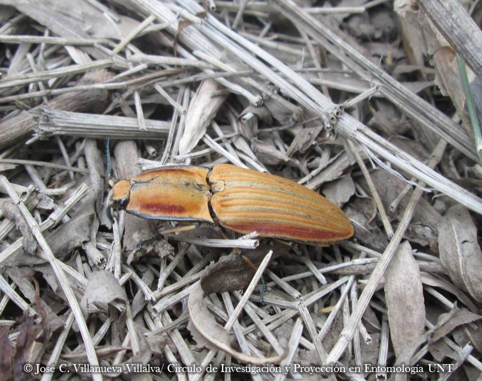 Chalcolepidius fryi