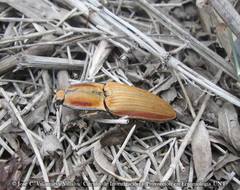 Chalcolepidius fryi