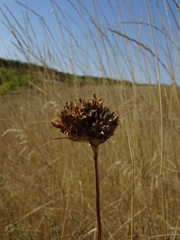 Dianthus andrzejowskianus