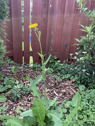 Sonchus arvensis iNat (1)