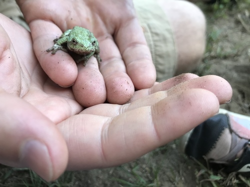 Gray Treefrog photographed in Maine