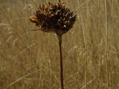 Dianthus andrzejowskianus