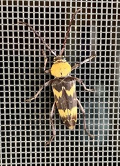 Megacyllene antennata