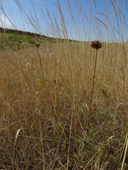 Dianthus andrzejowskianus