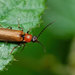 Bordered Click Beetle - Photo (c) Per Hoffmann Olsen, some rights reserved (CC BY-NC), uploaded by Per Hoffmann Olsen