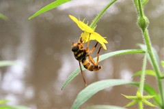 Milesia virginiensis