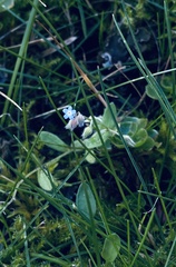 Myosotis ramosissima