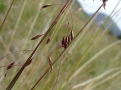 Festuca altaica