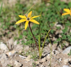 Pauridia linearis