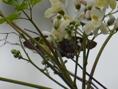 Polygonus leo arizonensis