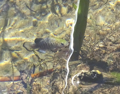 Cyprinodon nevadensis amargosae