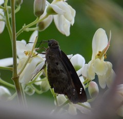 Polygonus leo arizonensis