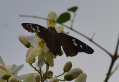 Polygonus leo arizonensis