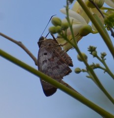 Polygonus leo arizonensis
