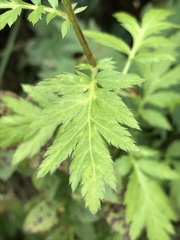 Achillea macrophylla