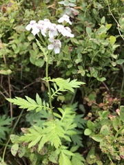 Achillea macrophylla