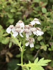 Achillea macrophylla