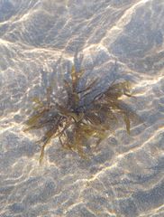 Sargassum sinicola