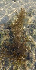 Sargassum sinicola