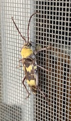 Megacyllene antennata