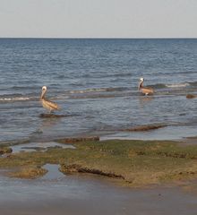 Pelecanus occidentalis