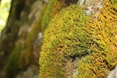 Anomodon viticulosus