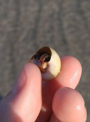 Polinices bifasciatus