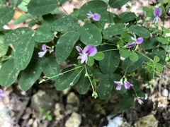 Lespedeza frutescens