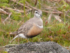 Charadrius morinellus