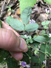 Lespedeza frutescens