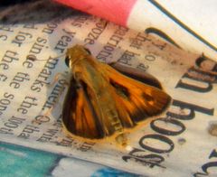 Atalopedes campestris huron