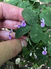 Lespedeza frutescens