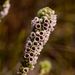 Erica pyxidiflora - Photo (c) peterswart, algunos derechos reservados (CC BY-NC), uploaded by peterswart