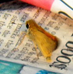 Atalopedes campestris huron