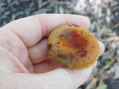 Xerocomus hypoxanthus