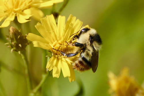 Shrill Carder-Bumble bee, Талдом, Московская обл., Россия, photo 7 of 10