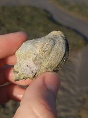 Stramonita biserialis