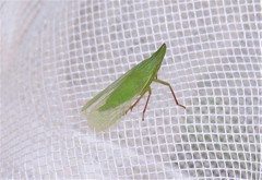 Rhynchomitra recurva