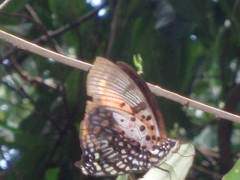Charaxes zingha