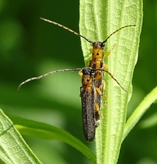 Oberea tripunctata