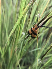 Calopteron reticulatum