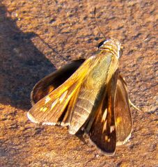 Atalopedes campestris huron