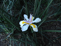 Dietes