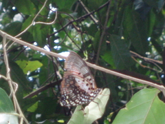 Charaxes zingha